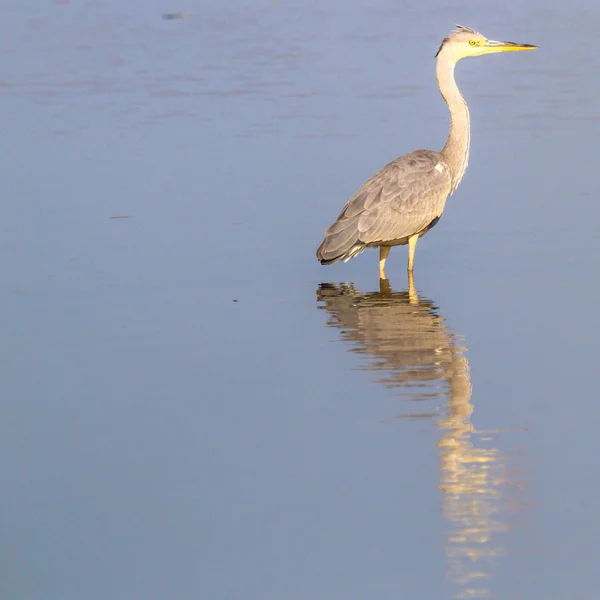 Heron standing — Stock Photo, Image