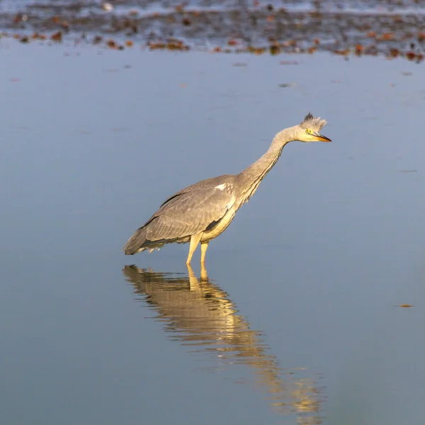 Fischreiher — Stockfoto