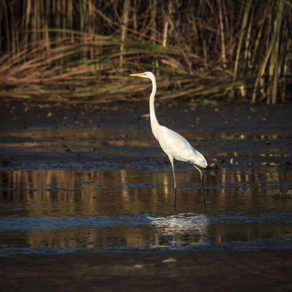 Heron standing — Stock Photo, Image