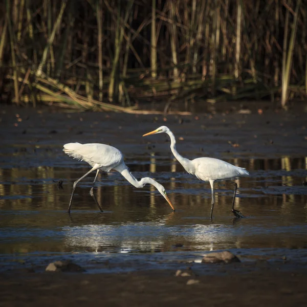 Herons standing — Stock Photo, Image