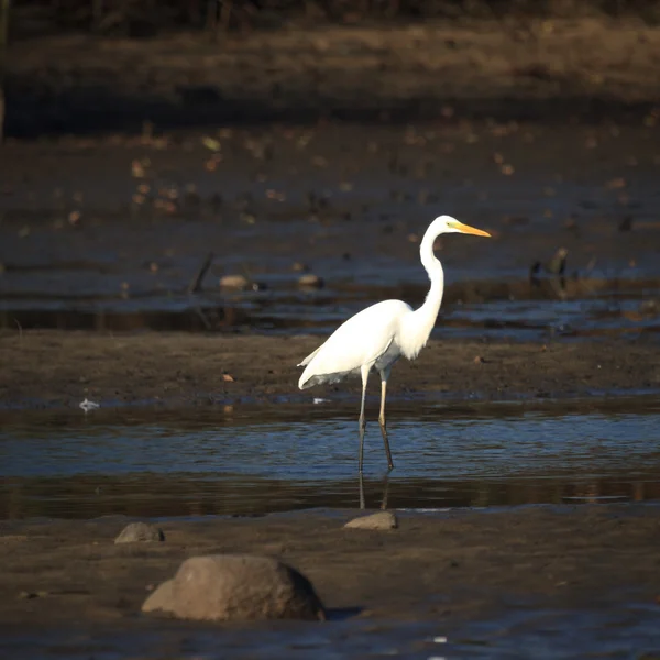 Heron staande — Stockfoto