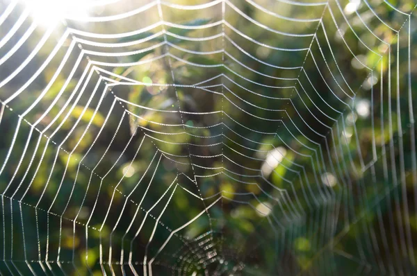 Spinnennetz — Stockfoto