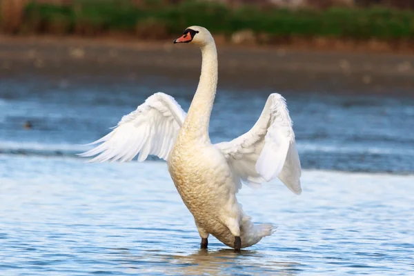 Labuť na modré jezero vody — Stock fotografie