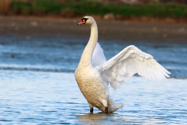 Cigno sull'acqua blu del lago — Foto Stock