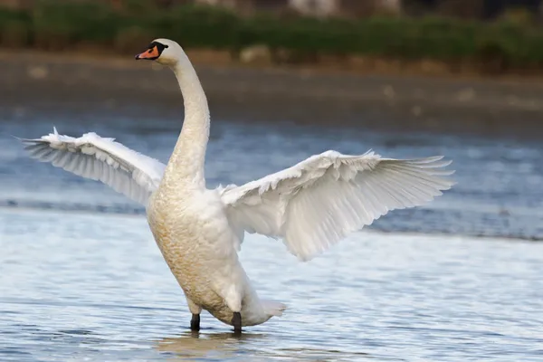 Swan på blå sjövatten — Stockfoto