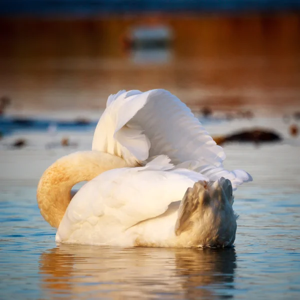 Cisne na água do lago azul — Fotografia de Stock