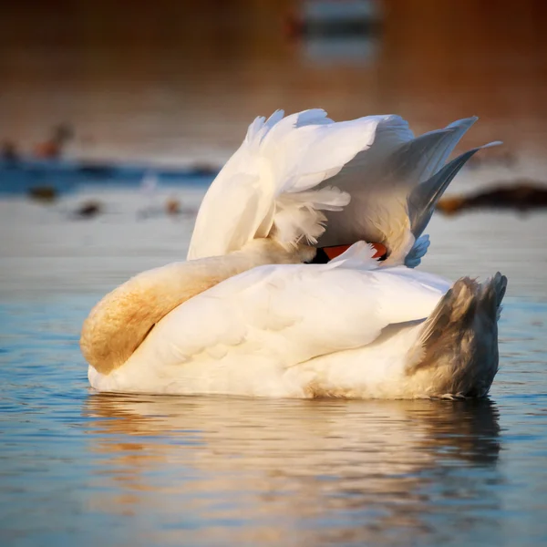 Cisne na água do lago azul — Fotografia de Stock