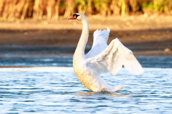 Cigno sull'acqua blu del lago — Foto Stock