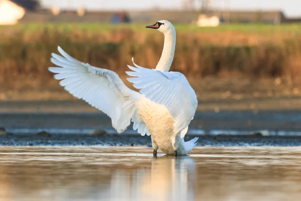 青い湖の水の上の白鳥します。 — ストック写真