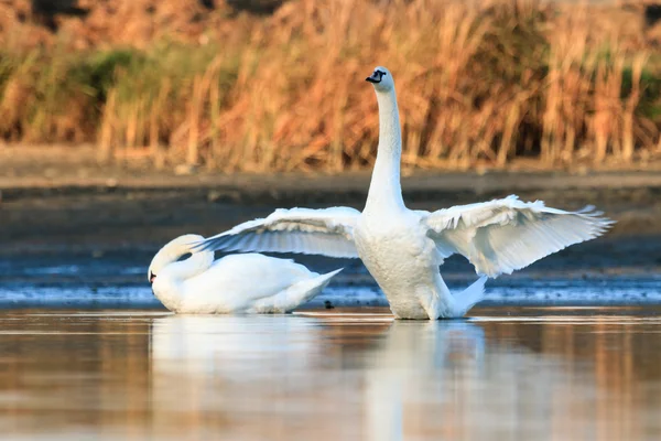 Cisnes na água do lago azul — Fotografia de Stock
