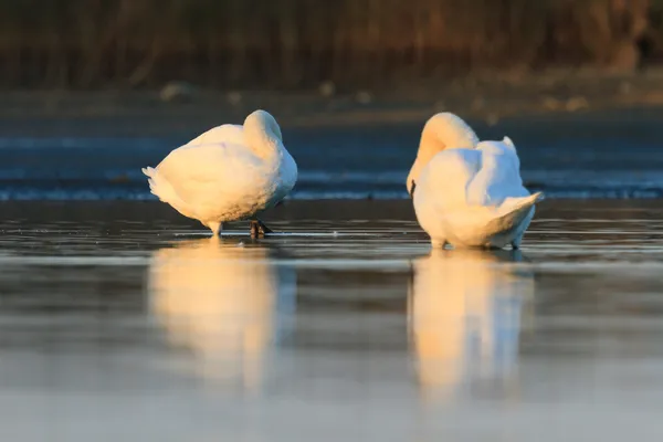 Cisnes na água do lago azul — Fotografia de Stock