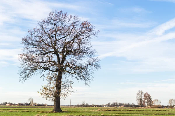 Viejo árbol grande —  Fotos de Stock