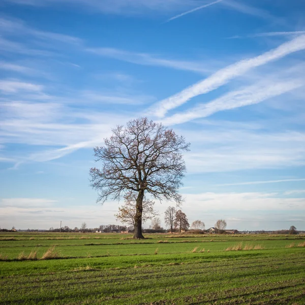 Velha árvore grande — Fotografia de Stock