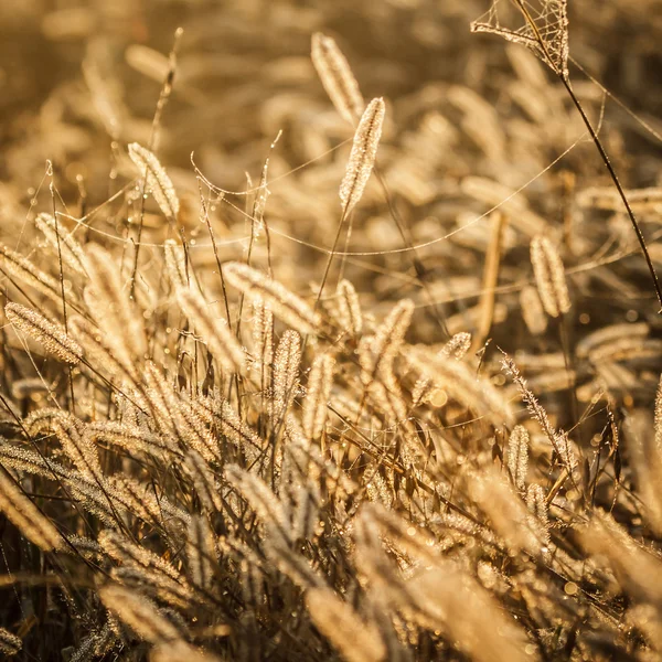 Yabani bitki — Stok fotoğraf