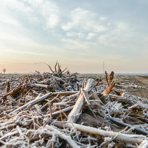 Plantas selvagens no inverno — Fotografia de Stock