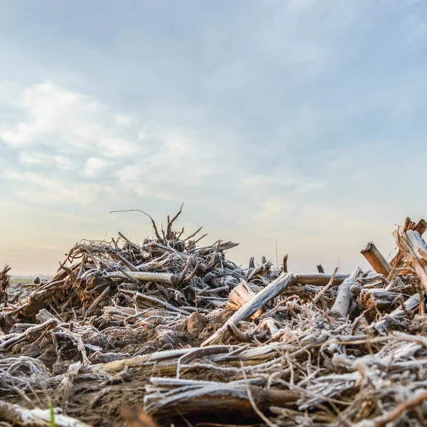 Wildpflanzen im Winter — Stockfoto