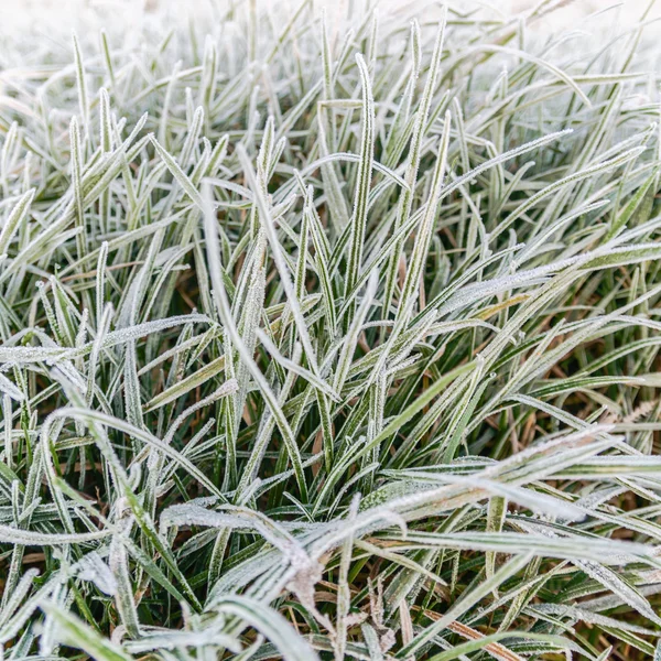 Piante selvatiche in inverno — Foto Stock