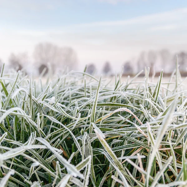 Plantas silvestres en invierno —  Fotos de Stock