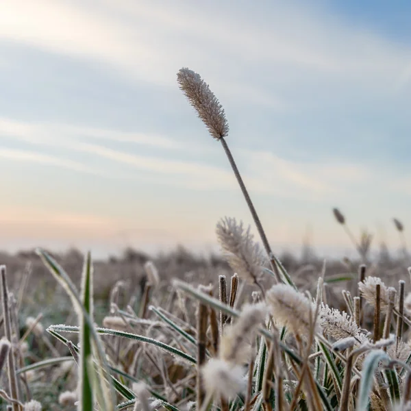 Vilda växter på vintern — Stockfoto