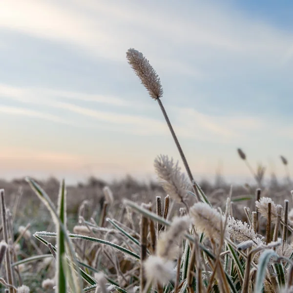 Wild plants in winter — Stock Photo, Image