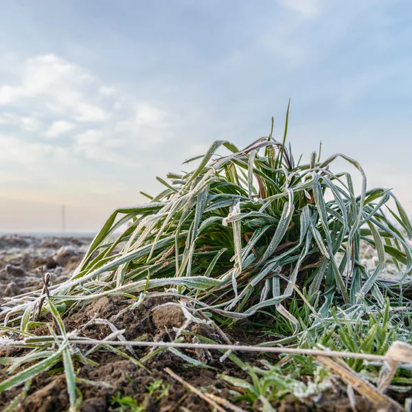 Yabani bitkiler kışın — Stok fotoğraf
