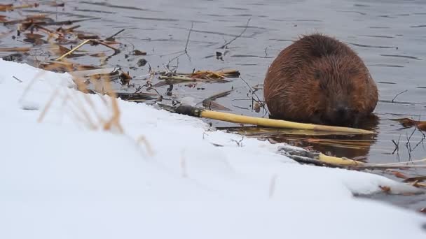 Beavers Trabalho — Vídeo de Stock