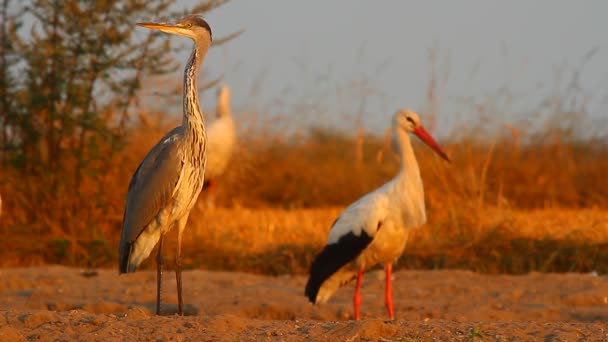 Ooievaars in een veld — Stockvideo