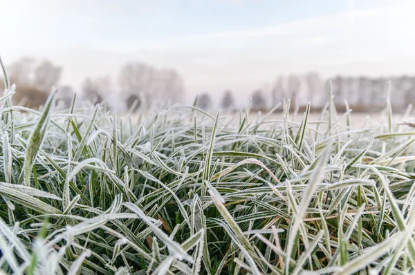 Landwirtschaftlicher Bereich — Stockfoto