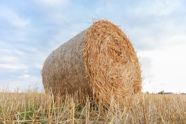 Agricultural field — Stock Photo, Image