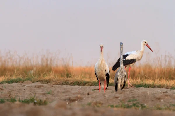 Cicogne in un campo — Foto Stock