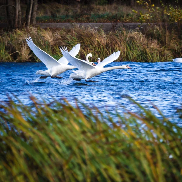 Cigni sull'acqua blu del lago — Foto Stock