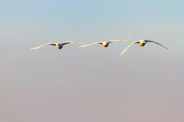 Cisne — Fotografia de Stock