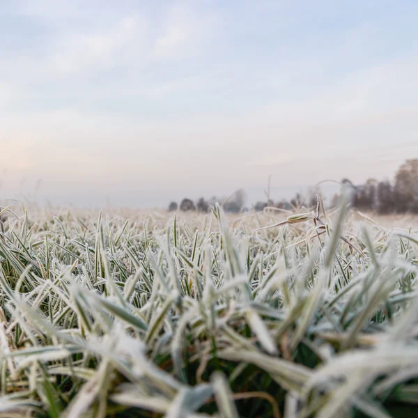 Wild växt — Stockfoto