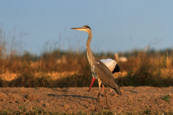 Uccello — Foto Stock