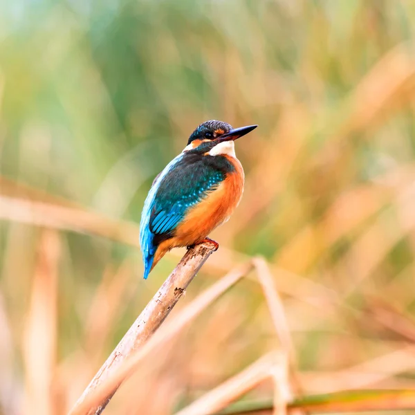 Bird — Stock Photo, Image