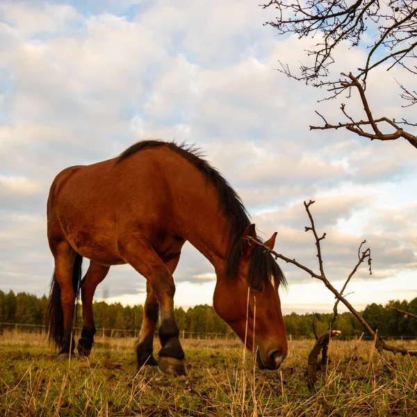 Cavalo — Fotografia de Stock