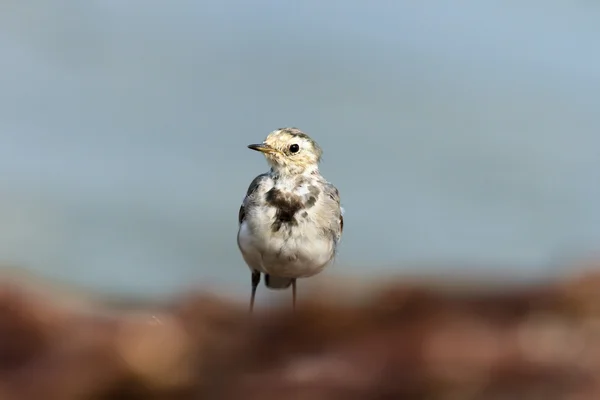 Fågel — Stockfoto