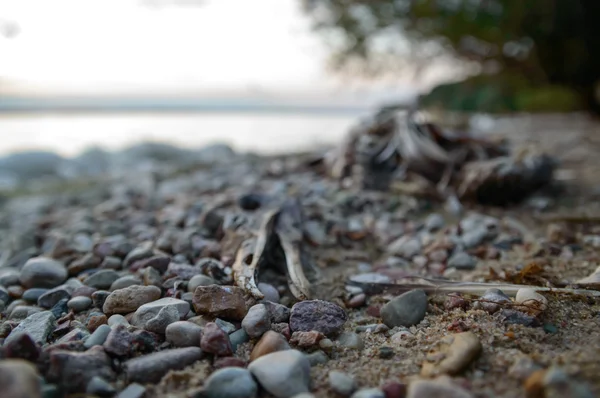 Dead bird — Stock Photo, Image