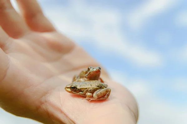 Frog — Stock Photo, Image