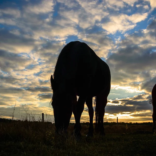 Horse — Stock Photo, Image