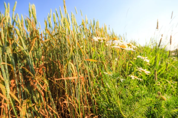 Planta selvagem — Fotografia de Stock