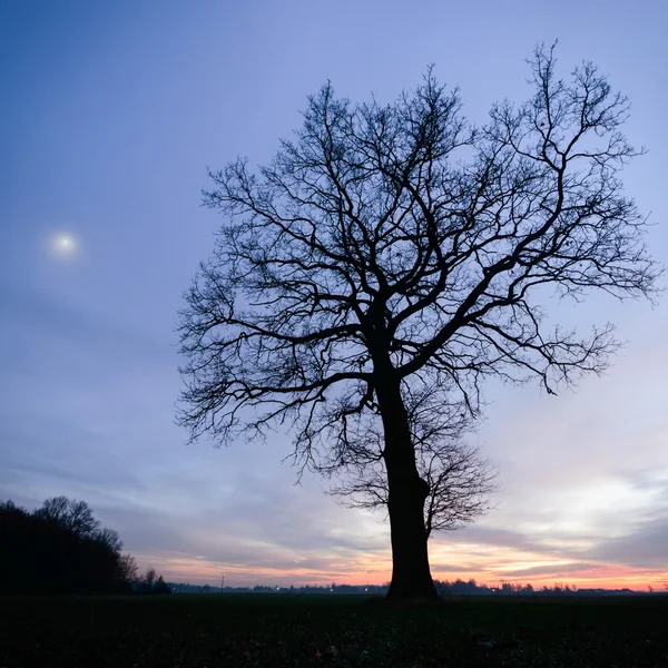 Albero — Foto Stock