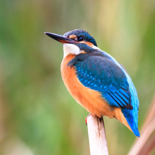 Vogel Stockfoto