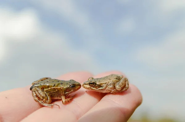 반면에 작은 개구리 — 스톡 사진