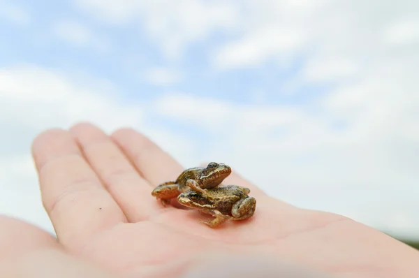 Piccole rane a portata di mano — Foto Stock