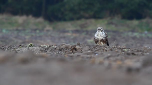 Hawk in field — Stock Video