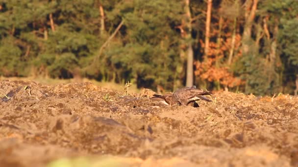 Hawk in field — Stock Video