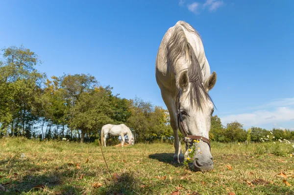 Häst — Stockfoto