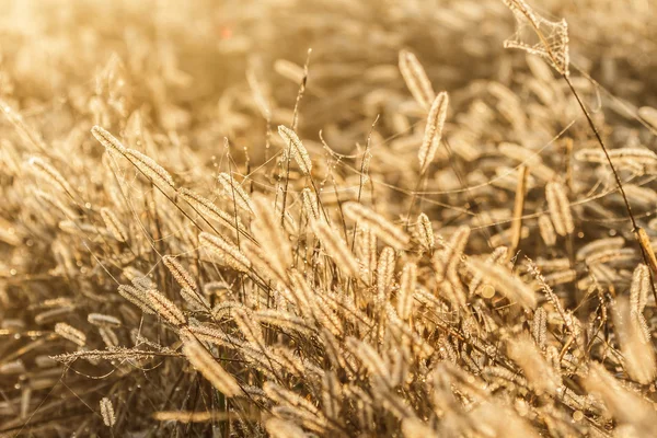 Wild plant — Stock Photo, Image