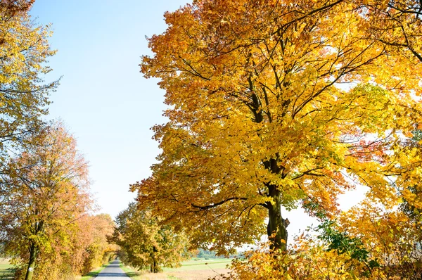 Höstens bakgrund med färgade blad — Stockfoto